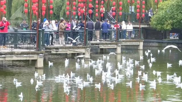 “人少不挤+暖阳鸥遇”，昆明“杀”进淡季旅游热门榜！