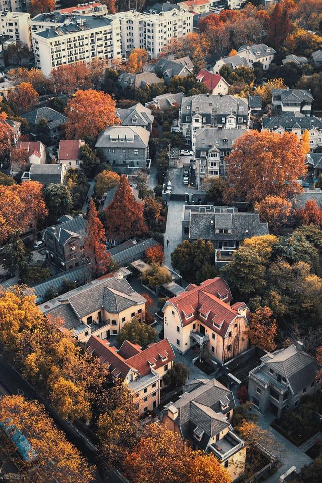 石象路银杏黄了！秋日南京必走的几条经典路线