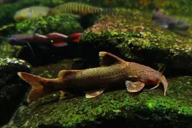 四川这45个地方禁止钓鱼，钓鱼爱好者必看，违规必究！图片