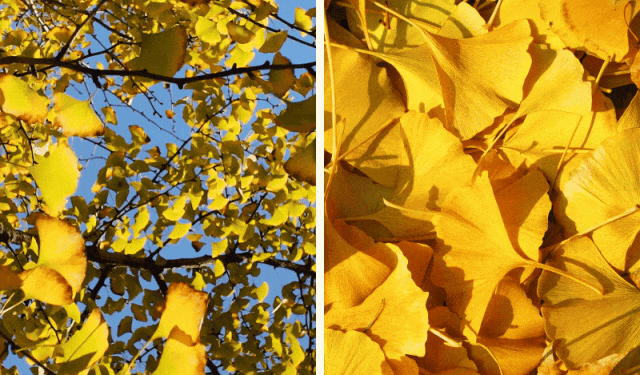一场迟到的银杏雨，给钱湖南路染上了秋天的颜色~
