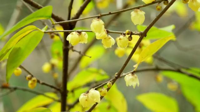 日照金山、水墨画卷、雪林撞色!重庆冬日雪景,每一帧都想保存