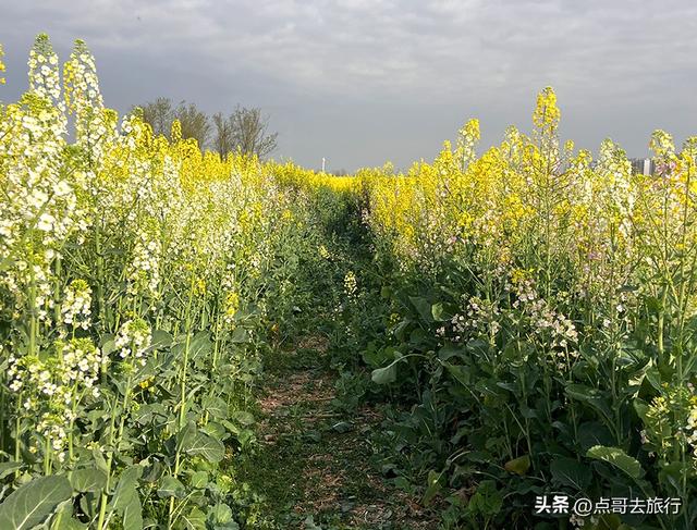 成都城区最大的油菜花田，2000亩铺天盖地般壮美，视觉非常震撼！