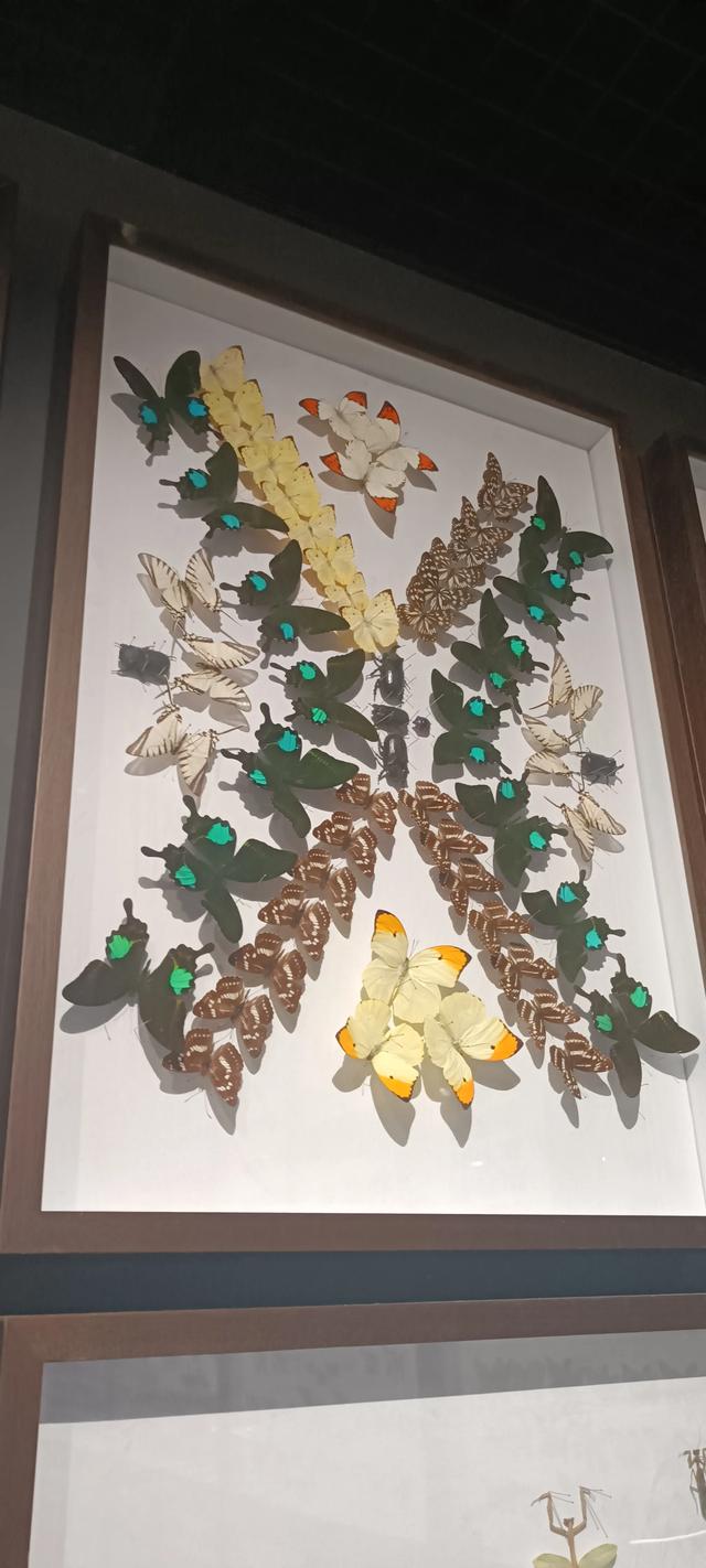 西安长安云昆虫展你来了吗