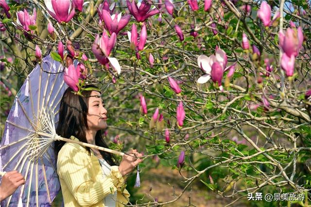 一堂春色动岭南，佛山三水卡玛数千株玉堂盛放，引发三八旅游热潮