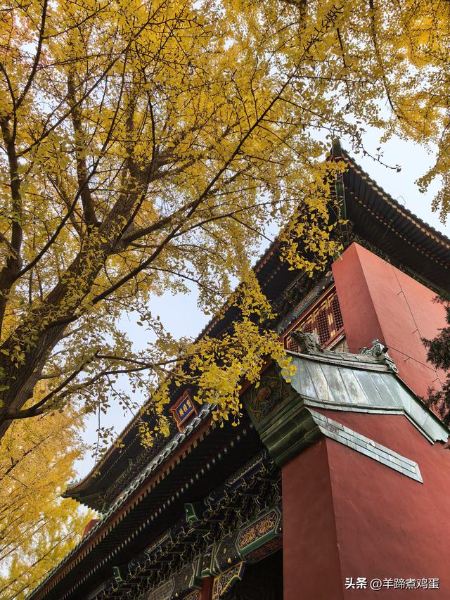 秋风独宠一园菊，晚来香艳出樊篱——北京北海公园2025年菊花展