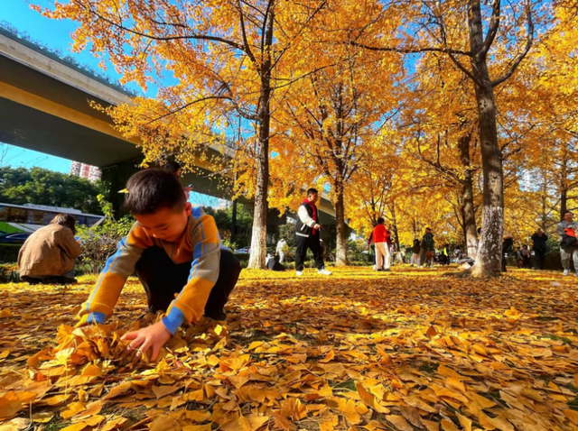 藏在杭州闹市的金色秘境！上塘高架边的银杏林 承包整个初冬的浪漫