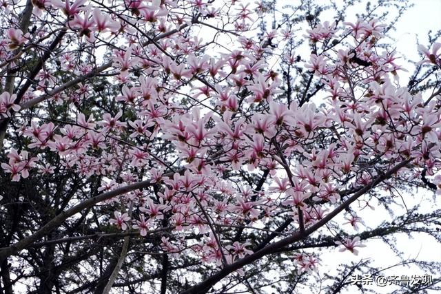 乘着地铁去赏花｜中山公园春日打卡攻略，还有隐藏赏花机位分享