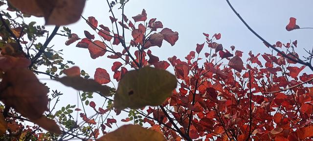 骊山红叶似火 车辆行人如织