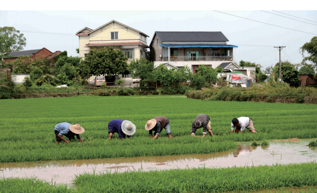 四川省龙马潭区历史沿革及行政区划