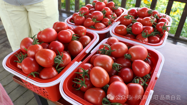 【爽游白云】蓬莱仙界·蘑力小镇荷塘月色盛夏邀约：采摘“红宝石” 徜徉金色花海