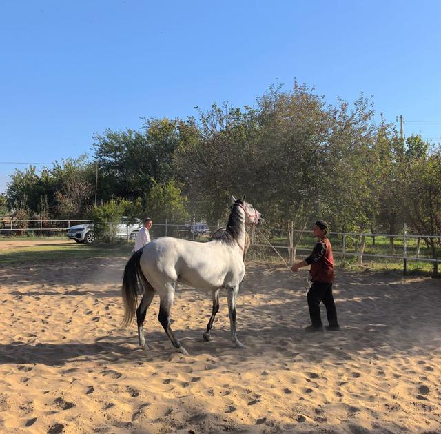 中亚五国行（18）——圆梦汗血宝马【土库曼】