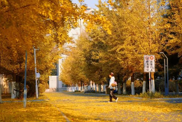 沈阳这些地方太美了!赏秋倒计时,错过等一年!