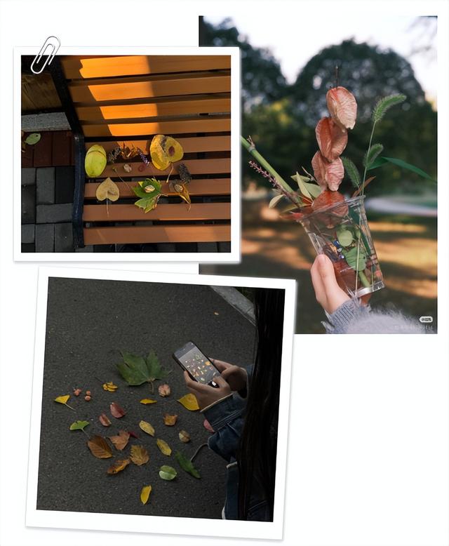 临沂市区赏秋地图出炉！红枫、银杏、落叶道…承包你的秋日朋友圈