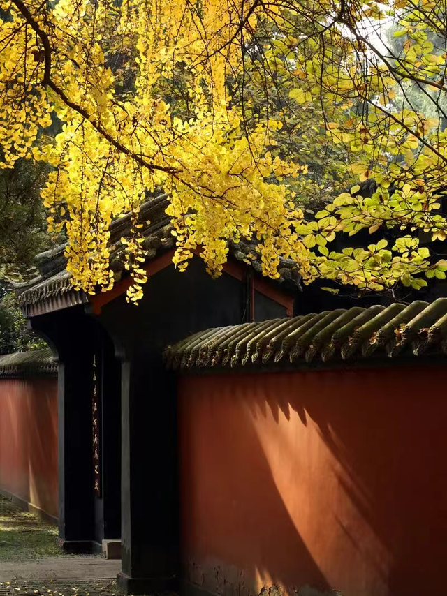 银杏黄了，太阳暖了，武侯在等你