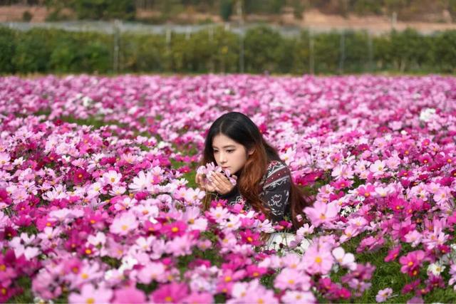 太美了！平南这里有一大片格桑花海