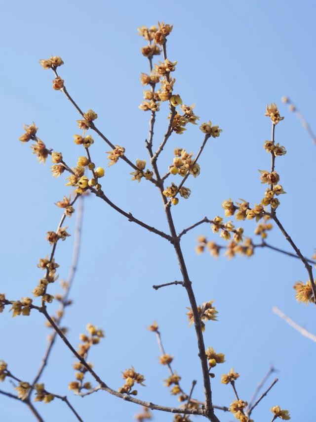 此刻！烟台花花花花花开了
