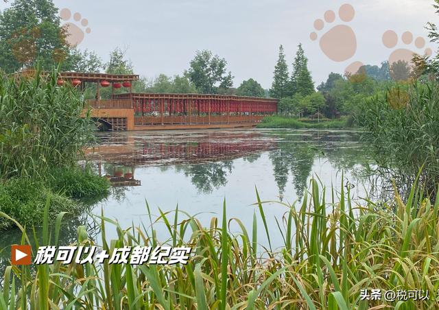 到温江幸福田园郊游，看乡村湿地美景，火车主题餐厅让人怀旧