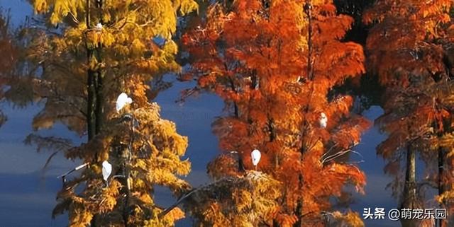 涨渡湖水杉林悄然燃烧，火红倒影美如画，错过再等一年