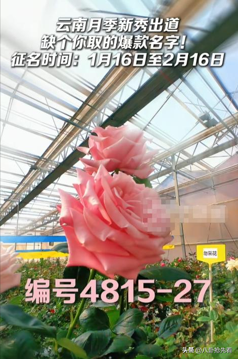 演都不演了！贺娇龙离世仅9天，离谱的事出现，吴京	、成龙都遭殃