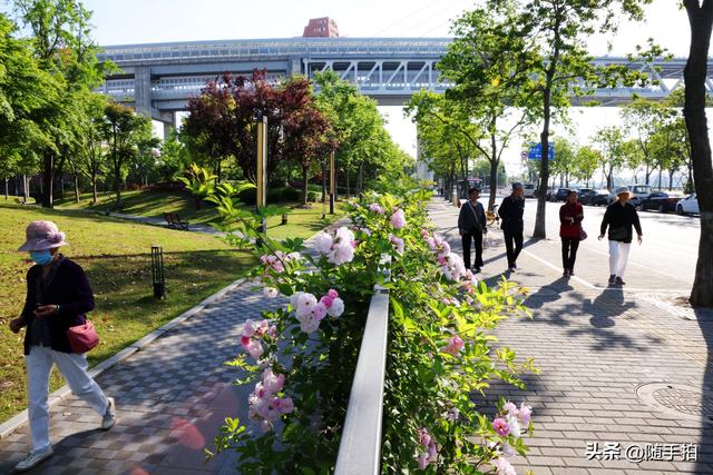 上海闵行“小外滩”蔷薇花怒放，赏心悦目