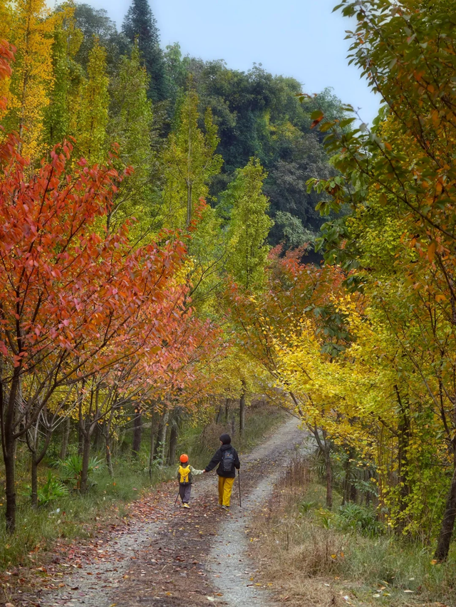 成都周边一日往返，6个小众不废腿的彩林秘境，0门票！