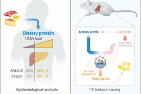 碳水和脂肪不“背锅”了，科学家首次证实：蛋白质是主要营养因素图片