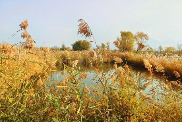 深秋太极岛：芦花漫舞，群鸟蹁跹
