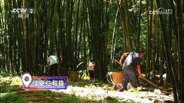 江安亮相央视60分钟 深度解锁人文漫城魅力