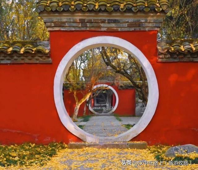 百年一树金，赴武侯祠寻一场秋日的绚烂