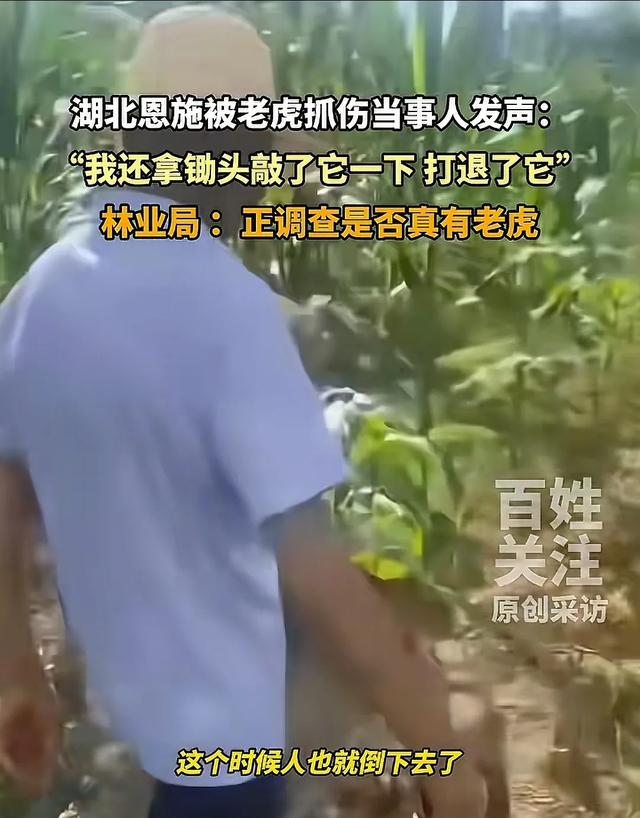 湖北恩施一村民干农活时被老虎抓伤：持锄头敲了它几下 摇摇头走了
