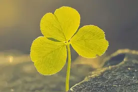 每天都在微信里给别人发早安的人，都是什么心态，你会如何对待他图片