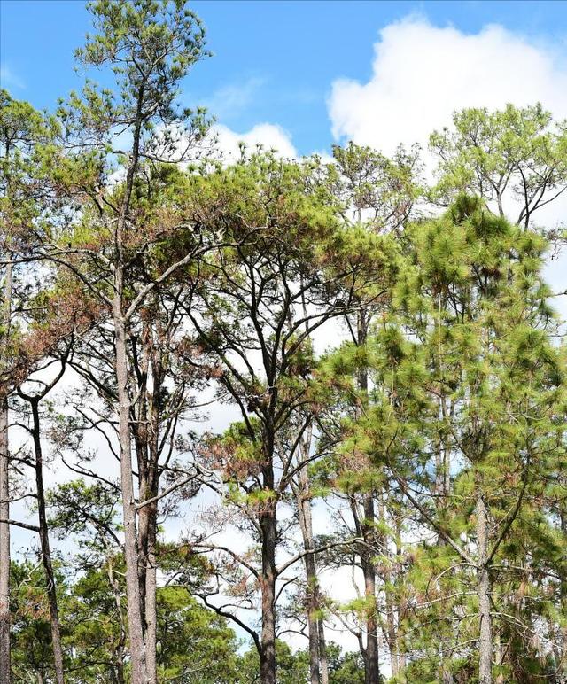 日本和美国早已禁种，那中国为何依然大力种植？背后的原因不简单