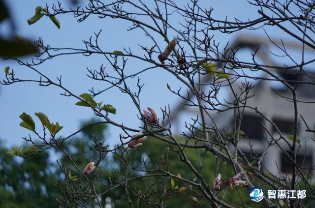 太神奇！江都三河六岸公园现罕见美景……