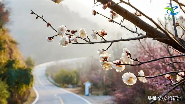 新洲梅花抢先打卡！抓住冬日第一抹绽放的色彩