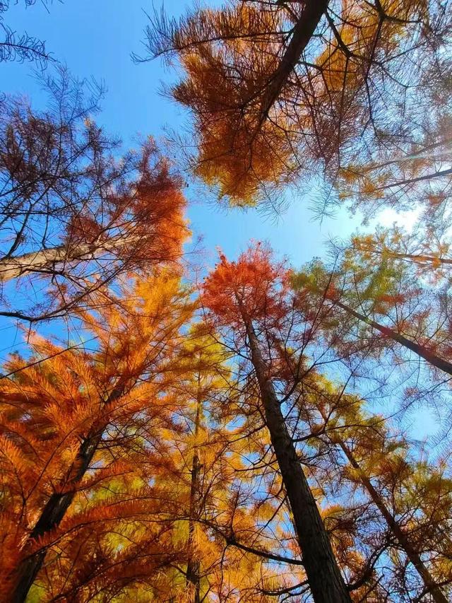 寻美薛城丨初冬池杉红！薛城森林公园五彩缤纷，美得令人心醉！
