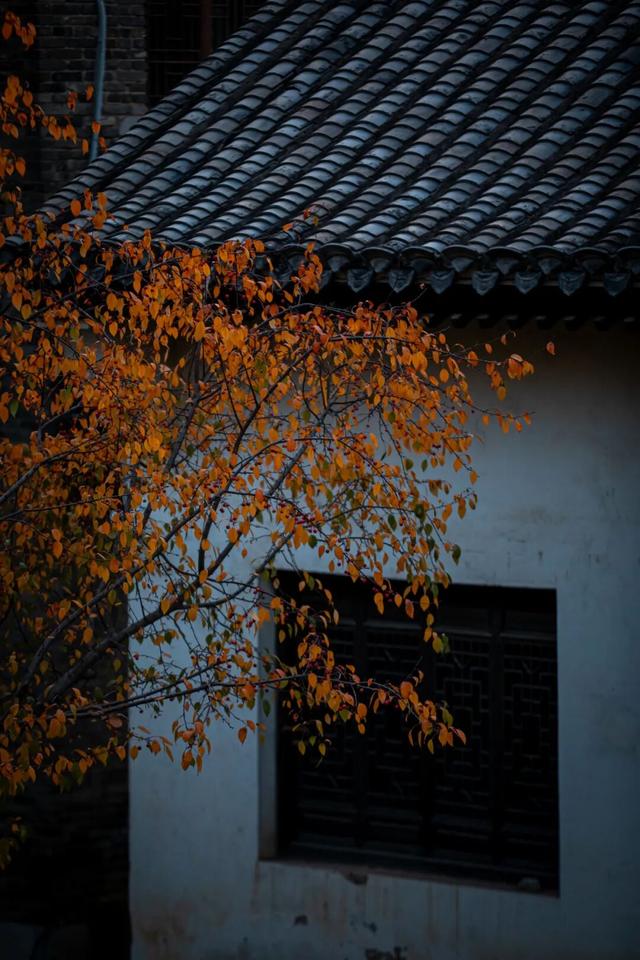 我们把台儿庄古城的秋天“晒”满了朋友圈，温柔了整座古城的初冬