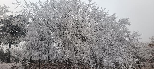 洛宁林海雪后奇观：冰瀑与雾凇的冬日礼赞