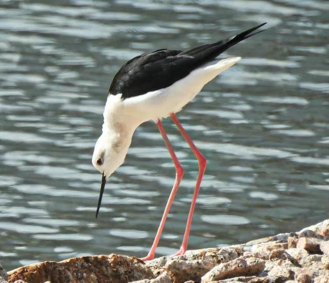 快乐的25/26深圳湾候鸟季