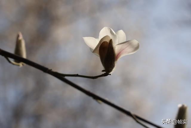 娇艳欲滴清新怡人，上海市花白玉兰竞相绽放美不胜收