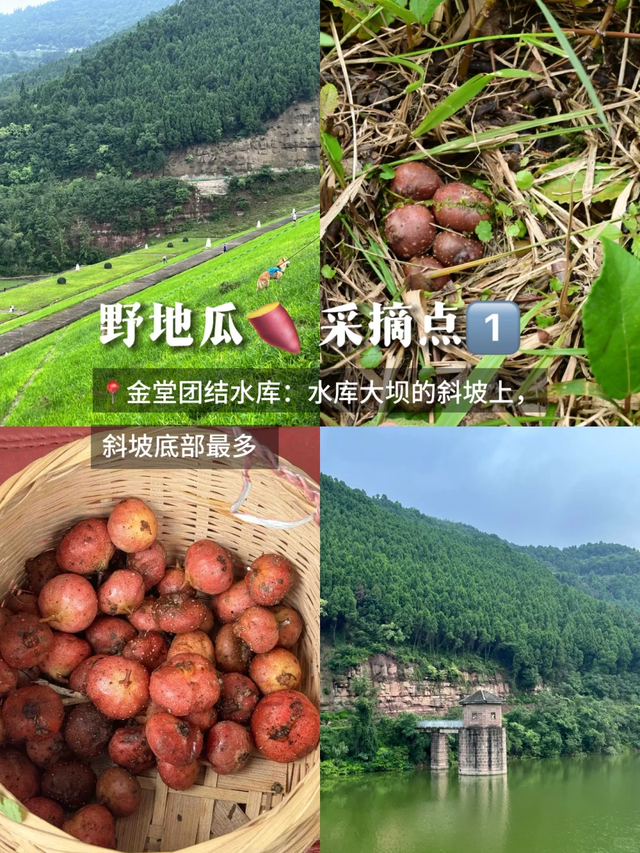 成都南门1h亲子游宝藏地，捉螃蟹、捡蘑菇、徒步钓鱼，太好玩了！