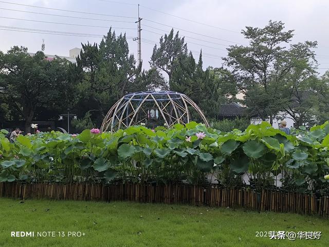 花艳叶新 “荷”你相遇——古漪园观荷记