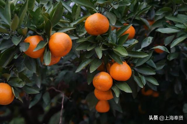 山河入秋，奉城尽染！