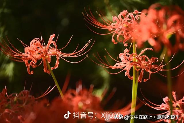 汉中这片彼岸花已进入最佳观赏期！