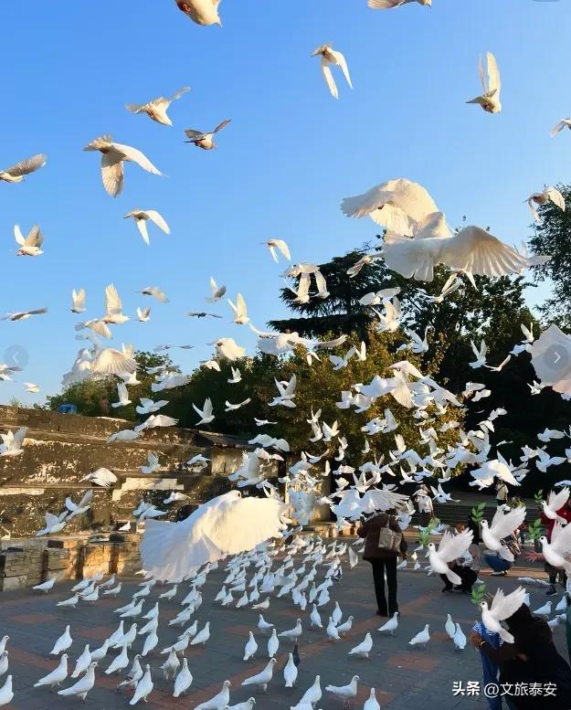 万福中国年！2026泰山石敢当景区春节灯会超多预告精彩来袭~