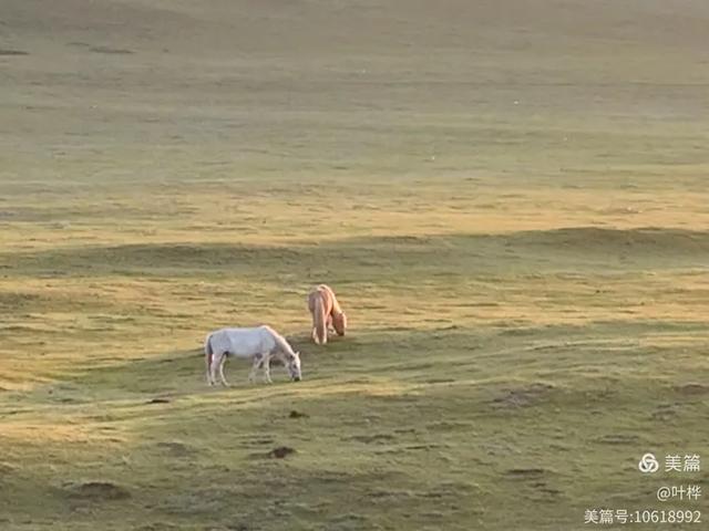 寄情青海湖 图文/叶桦