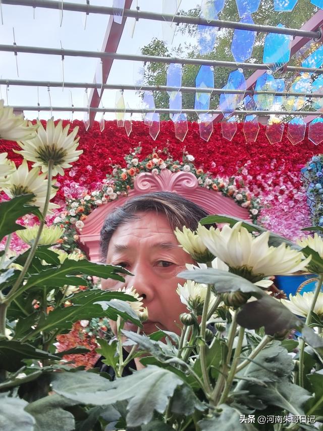 讲述我的写作故事43，《2025年开封赏菊记》。