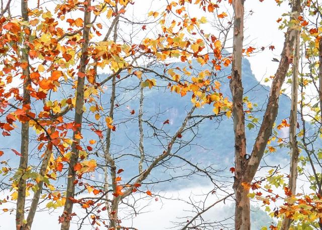 成县晚秋，是藏在秦岭南麓的色彩诗行