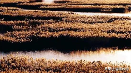 苇海接天，碧水连宵：郁洋淀原始湿地行记