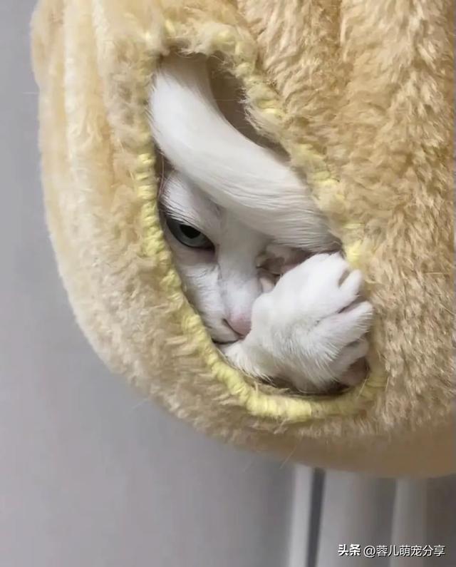 妹子说被一只猫油腻到，寻思能有多油，结果…哈哈哈我投降！