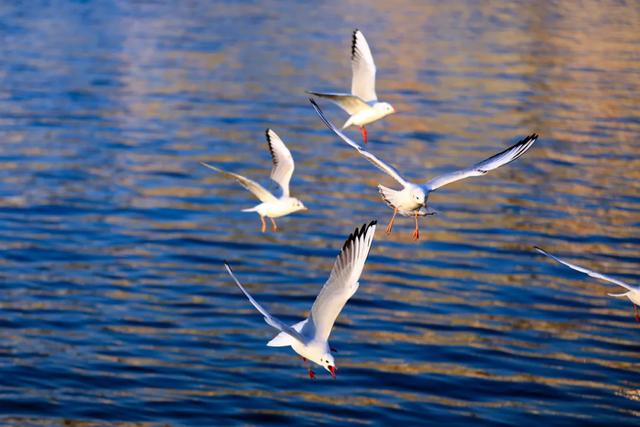 海鸥在天津,真“美”呀!